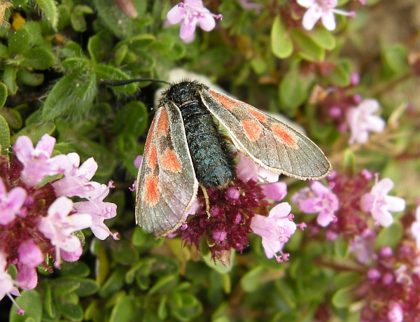 Zygaena exulans?